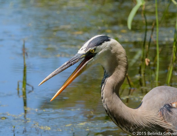 Great Blue Heron