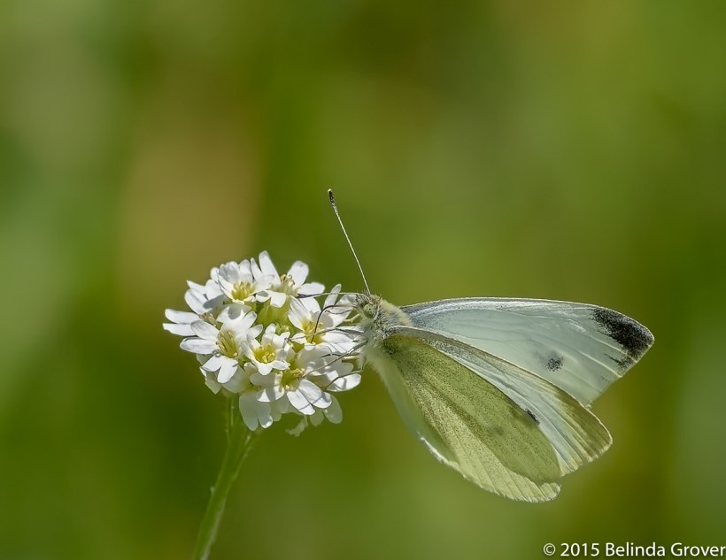 Cabbage White 1