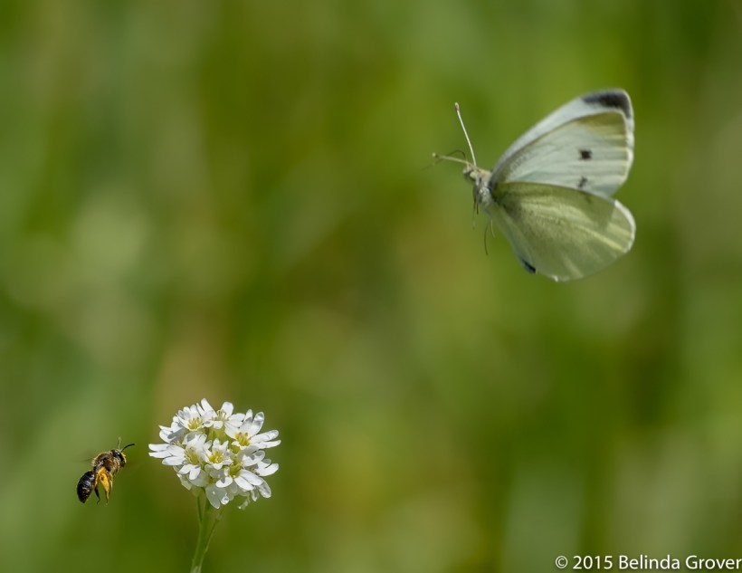 Cabbage White 2