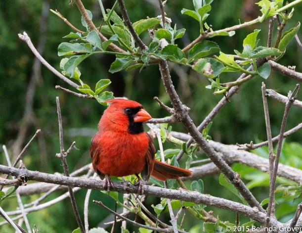 Cardinal