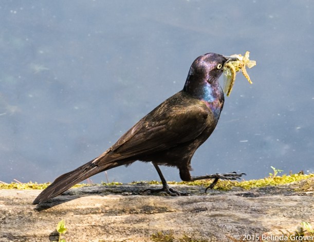 Common Grackle-1