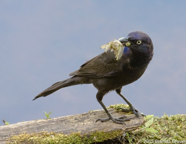 Common Grackle-2