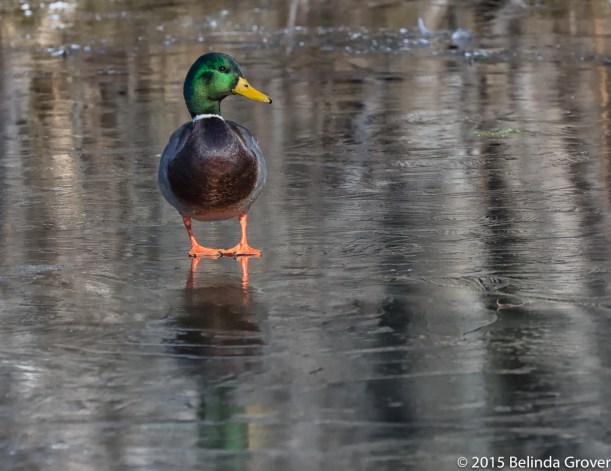 Mallard on Thin Ice