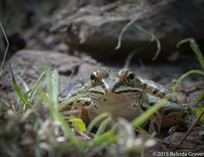 N.Leopard Frog