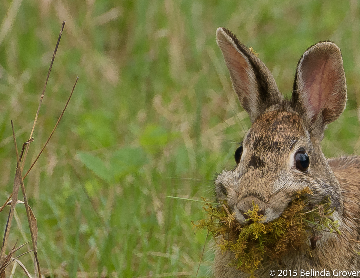 COTTONTAIL RABBIT | BELINDA GROVER PHOTOGRAPHY