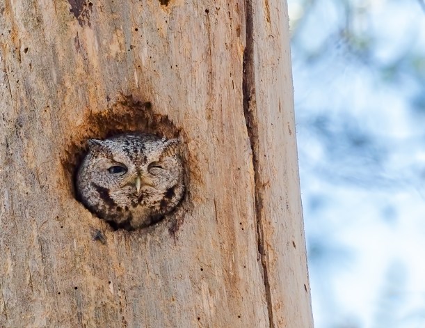 Screech Owl