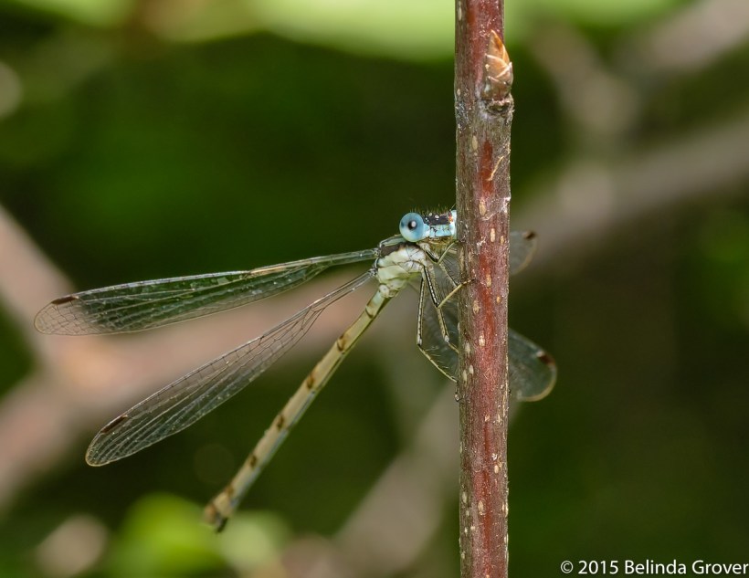 Spreadwing Damselfly
