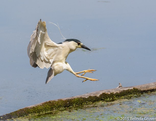 Black-Crowned Night Heron - 2