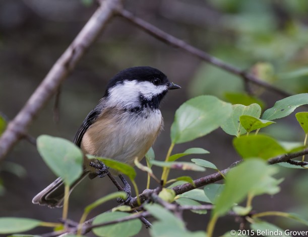 Chickadee 1