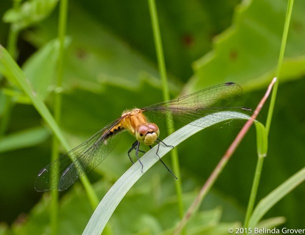 Dragonfly - 2