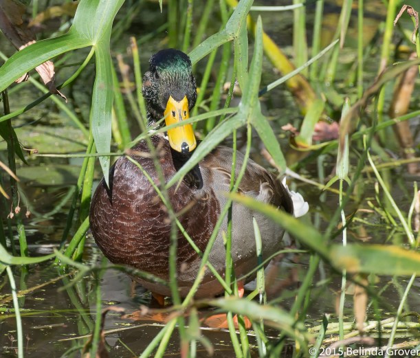 Duck in the Reeds