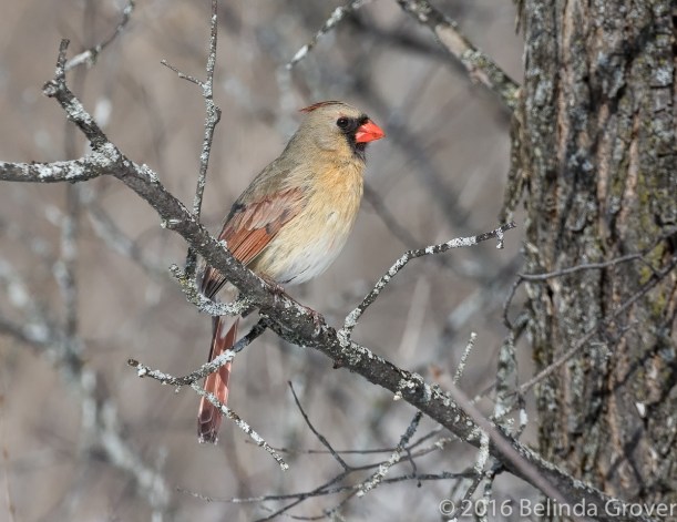 Female Cardinal