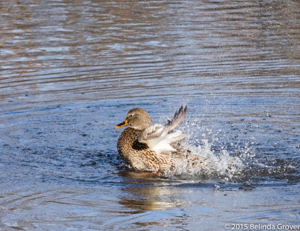 Female Mallard - 2