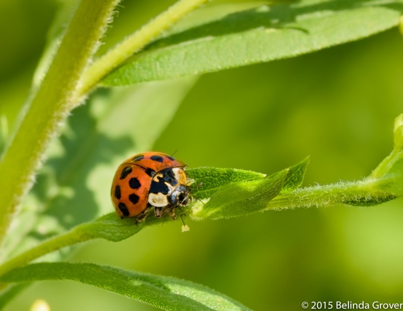 Lady Bug 1