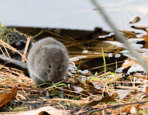 Meadow Vole - Nov 15