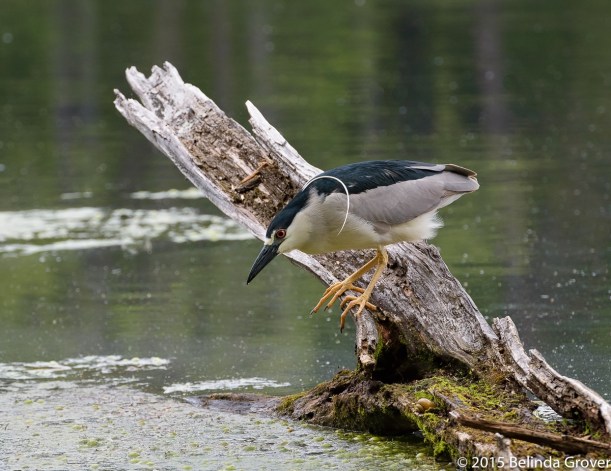 Night Heron 1