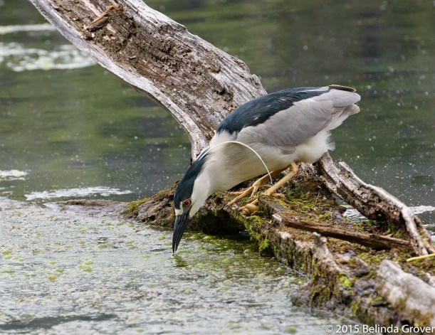 Night Heron 3