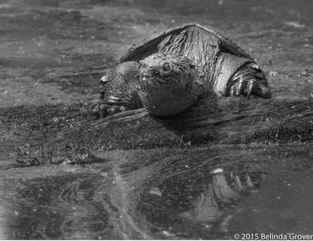 Snapping Turtle - 2