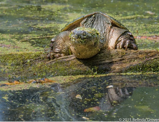 Snapping Turtle