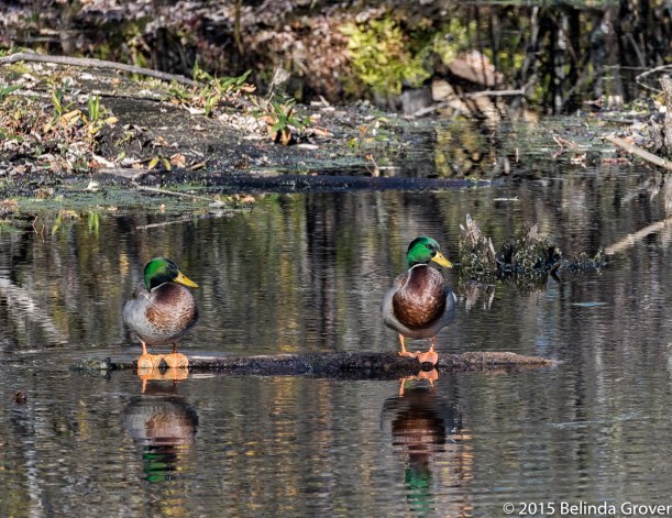 Two Mallards