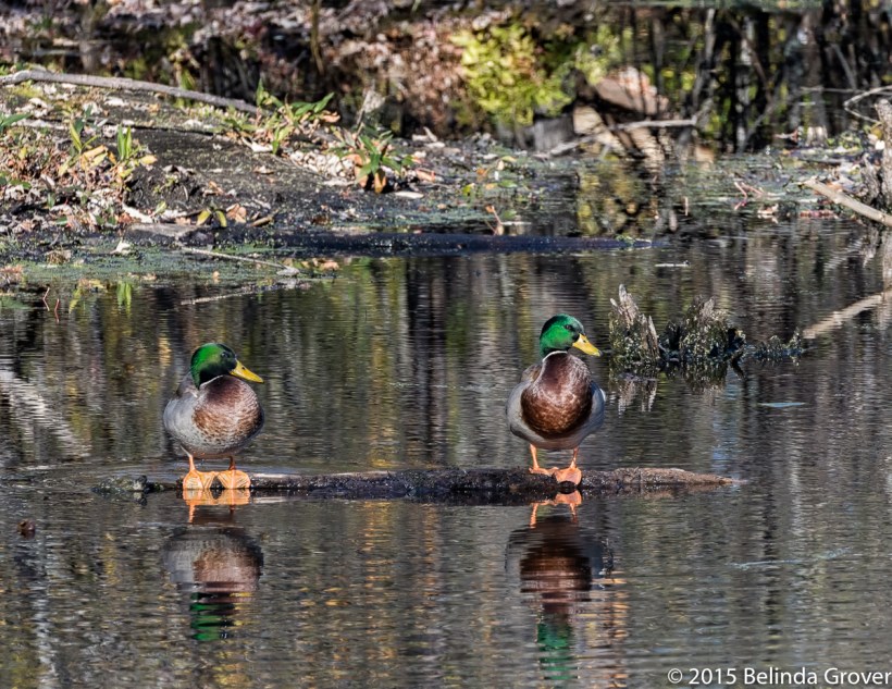 Two Mallards