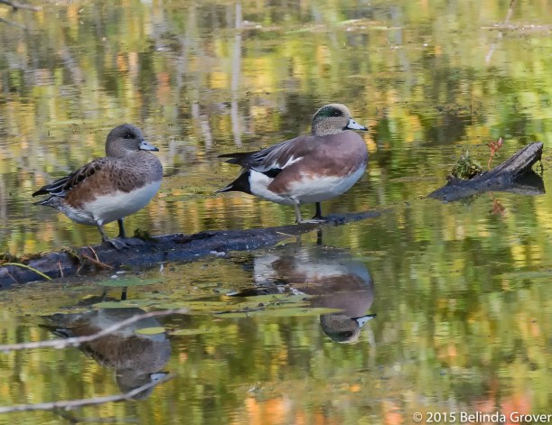 Wigeons