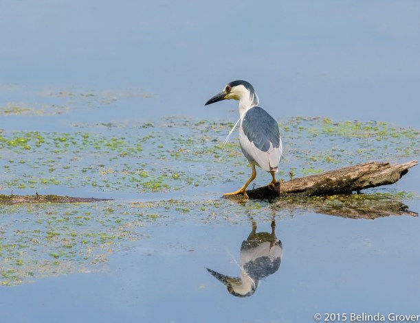 Black Crowned Night Heron 3