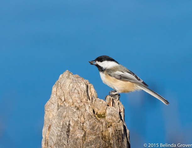 Chickadee 2