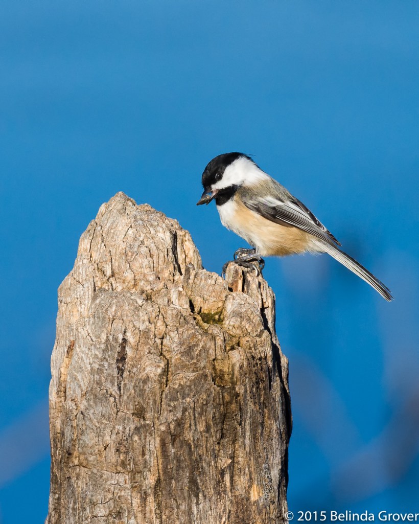 Chickadee 3