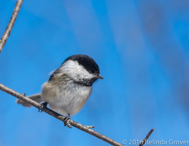 Chickadee - aerial