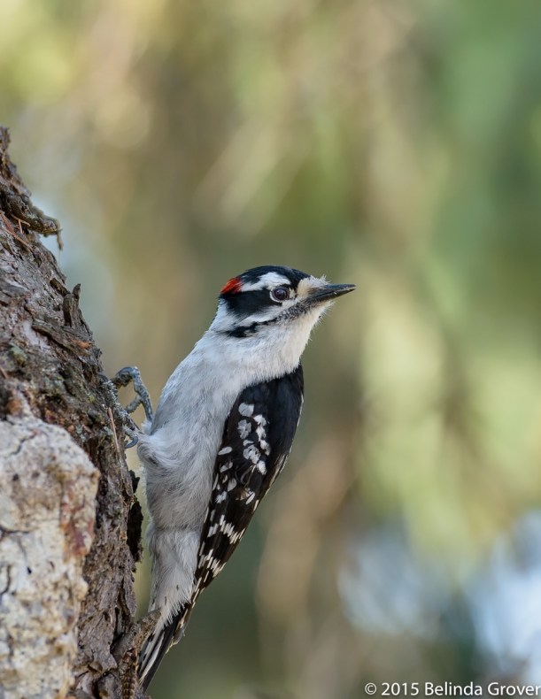 Downy Woodpecker