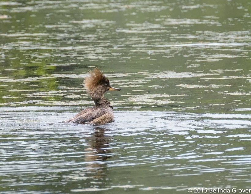 Female Merganser