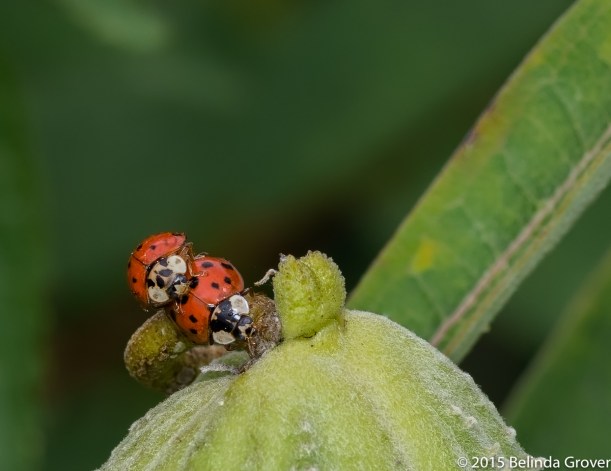 Lady Bugs