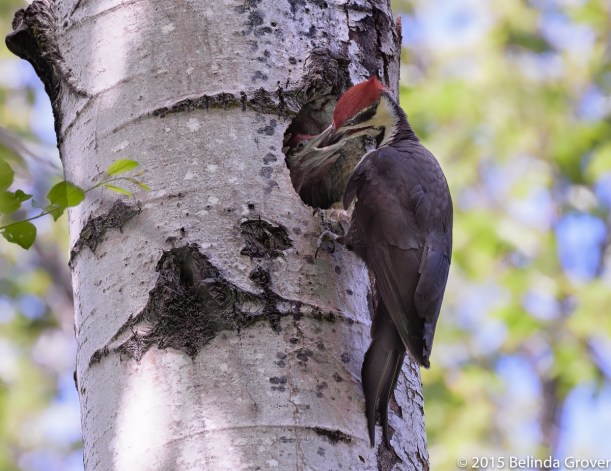 Pileated W. & chicks