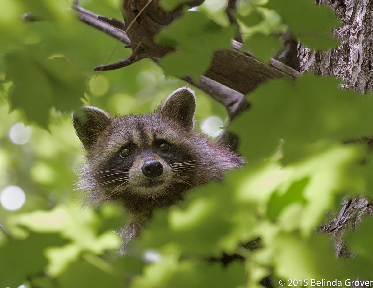 Photograph Raccoons RACCOON | BELINDA GROVER PHOTOGRAPHY