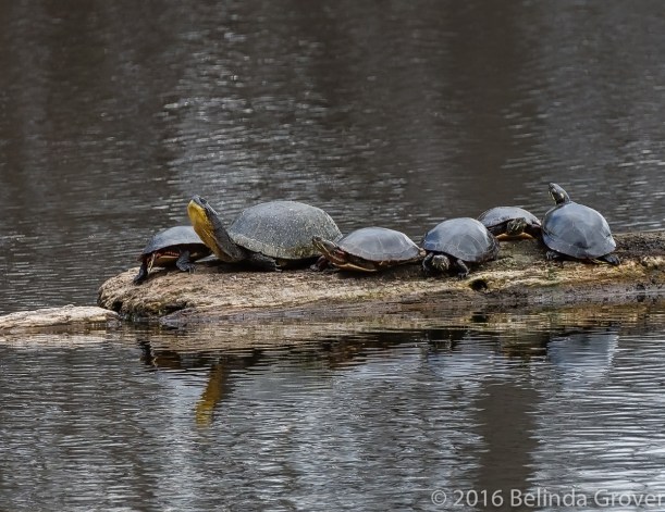 Blanding Turtle