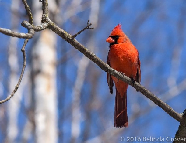 Cardinal - 1