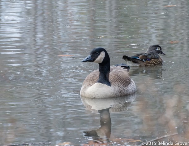Goose-Woodduck