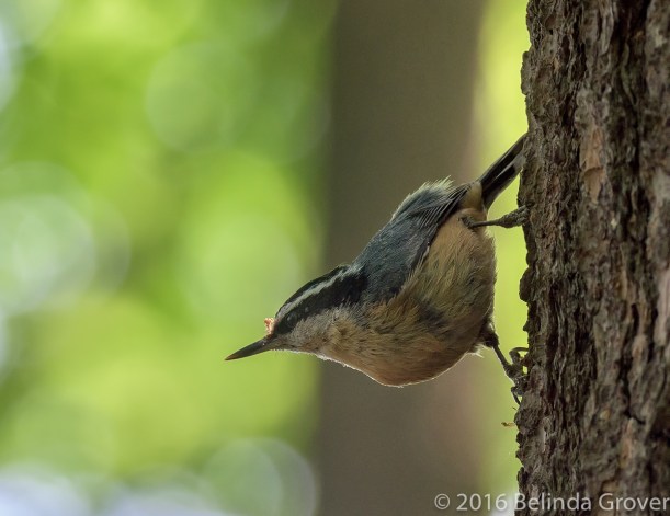 Nuthatch