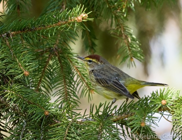Palm Warbler -1