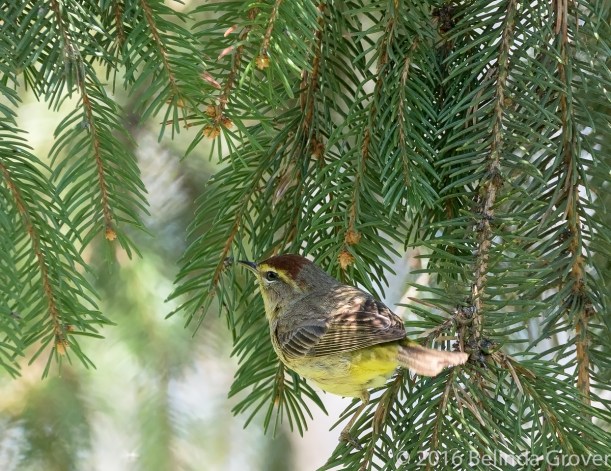 Palm Warbler -2