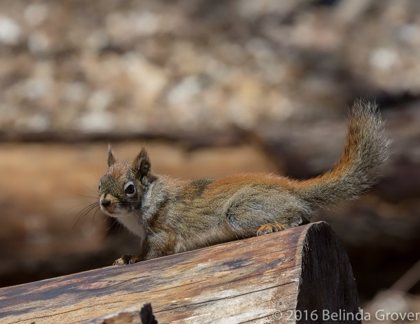 Red Squirrel