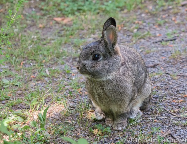 Cottontail -1