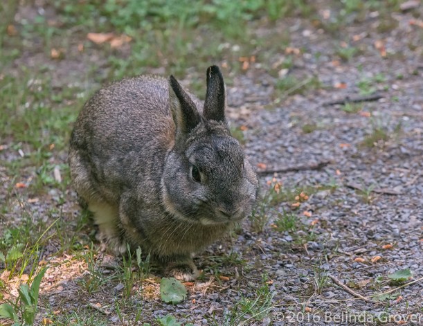 Cottontail - 2