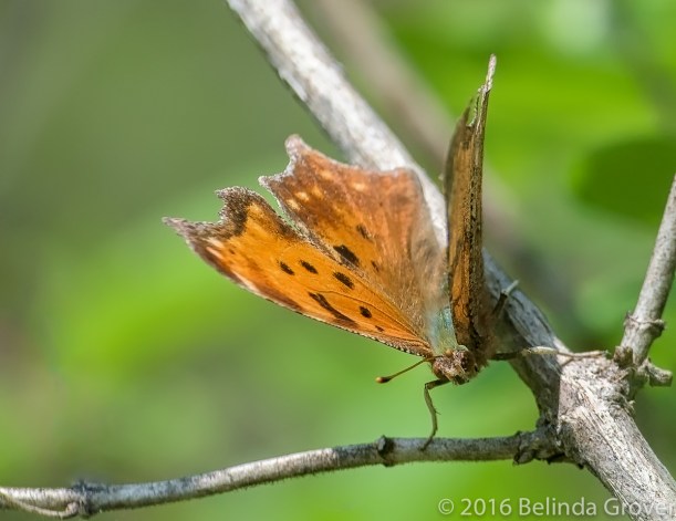 Eastern Comma