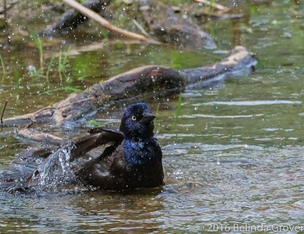Grackle Bath - 1