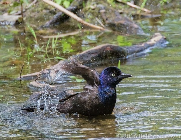 Grackle Bath - 2