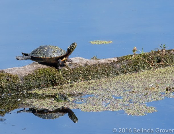 Painted Turtle - 1