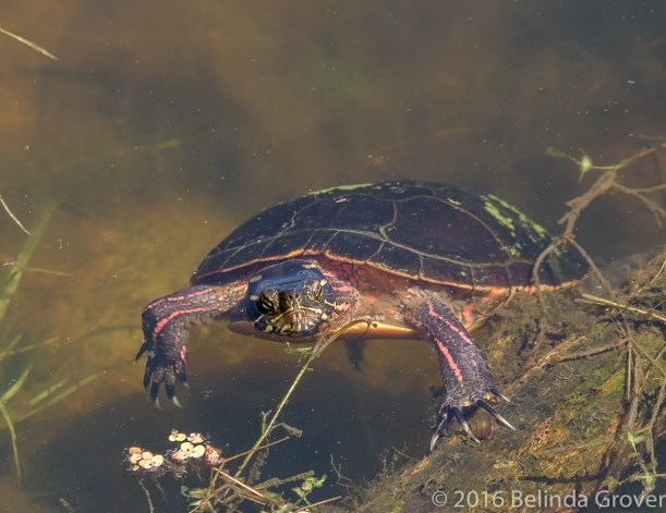 Painted Turtle 1