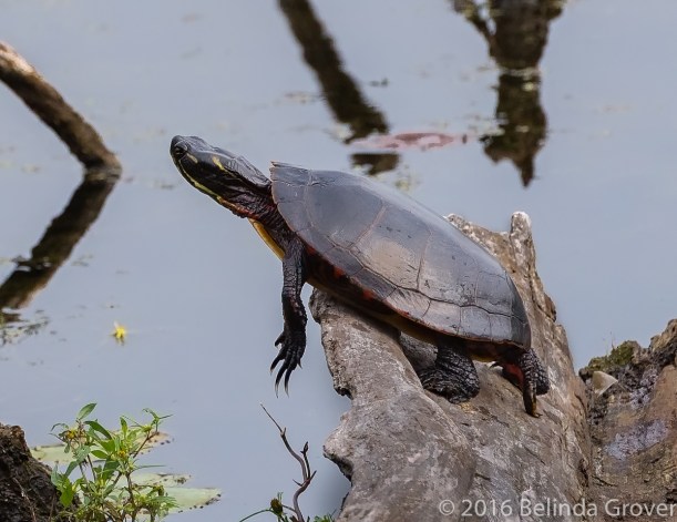 Painted Turtle -2